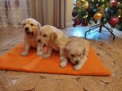 Szczenięta Golden Retriever - 5