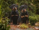 Rottweiler szczenięta- samiec- domowa hodowla. - 1