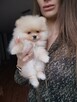 Szpic miniaturowy pomeranian mini rozmiar suczka - 3
