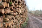 Wycinka lasów, samosiewów, skup gałęzi, drzew - 1