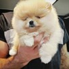Szpic miniaturowy pomeranian mini rozmiar suczka - 1