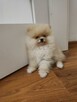 Szpic miniaturowy pomeranian mini rozmiar suczka - 2
