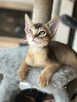 Kocięta Abisyńskie kot Mini Puma rzadka rasa - 8