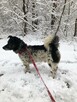 FELUŚ - zapomniany piesek w schronisku !! - 7