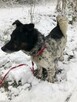 FELUŚ - zapomniany piesek w schronisku !! - 5