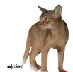 Kocięta Abisyńskie kot Mini Puma rzadka rasa - 2
