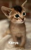 Kocięta Abisyńskie kot Mini Puma rzadka rasa - 6