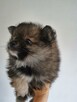 Sprzedam szpic miniaturowy Pomeranian - 5