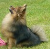 Sprzedam szpic miniaturowy Pomeranian - 8