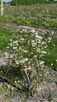 Dochodowa plantacja borówki amerykańskiej - 2