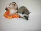 Jeż pigmejski Hodowla Zarejestrowana - 3