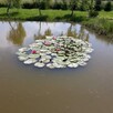 Dochodowa plantacja borówki amerykańskiej - 6