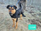 Lizak - ucieleśnienie pokory, łagodności, ciepła i miłości - 2