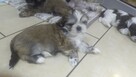 Reproduktor shih tzu - 10