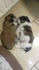 Reproduktor shih tzu - 12