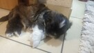 Reproduktor shih tzu - 15