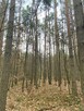 Las, działki leśne - na sprzedaż - 10