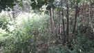 Dendrologia inwentaryzacja drzew geodeta - 5