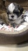 Reproduktor shih tzu - 16
