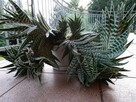 Do Kolekcjii Aloes Pstry Tygrysi Aloe Variagata Kaktus - 1