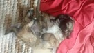 Reproduktor shih tzu - 11