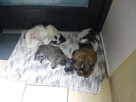 Reproduktor shih tzu - 13