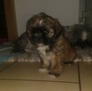 Reproduktor shih tzu - 14