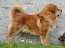 Mastif tybetański złote szczeniaczki ZKwP FCI - 6