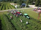 Kombajn Do Owoców Jagodowych OSKAR A01 - 14