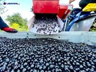 Kombajn Do Owoców Jagodowych OSKAR A01 - 6