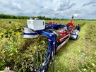 Kombajn Do Owoców Jagodowych OSKAR A01 - 4