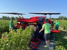 Kombajn Do Owoców Jagodowych OSKAR A01 - 9