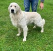 Piękny Grubej Kości Szczeniak Golden Retriver Po Chempionie - 13