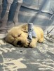 Piękny Grubej Kości Szczeniak Golden Retriver Po Chempionie - 3