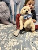 Piękny Grubej Kości Szczeniak Golden Retriver Po Chempionie - 5