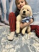 Piękny Grubej Kości Szczeniak Golden Retriver Po Chempionie - 4