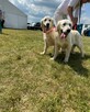Piękny Grubej Kości Szczeniak Golden Retriver Po Chempionie - 11