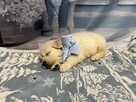 Piękny Grubej Kości Szczeniak Golden Retriver Po Chempionie - 8
