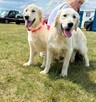Piękny Grubej Kości Szczeniak Golden Retriver Po Chempionie - 9