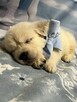 Piękny Grubej Kości Szczeniak Golden Retriver Po Chempionie - 1
