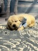 Piękny Grubej Kości Szczeniak Golden Retriver Po Chempionie - 2