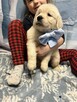 Piękny Grubej Kości Szczeniak Golden Retriver Po Chempionie - 7