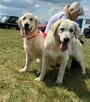 Piękny Grubej Kości Szczeniak Golden Retriver Po Chempionie - 10