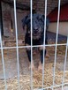 Pilne DS/Dt dla Rexa to piękkny ok.3 let.w typ.piesek Aga - 6