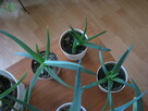 Aloes – piękna, zdrowa roślinka o właściwościach leczniczych - 6