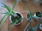Aloes – piękna, zdrowa roślinka o właściwościach leczniczych - 8