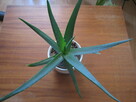 Aloes – piękna, zdrowa roślinka o właściwościach leczniczych - 3