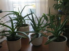 Aloes – piękna, zdrowa roślinka o właściwościach leczniczych - 5