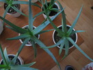 Aloes – piękna, zdrowa roślinka o właściwościach leczniczych - 7