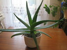 Aloes – piękna, zdrowa roślinka o właściwościach leczniczych - 1